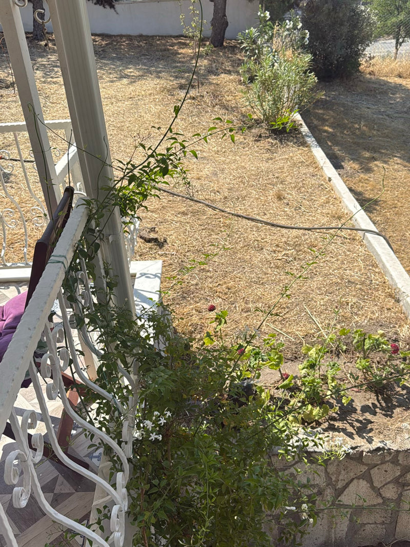 On voit une jeune plante de jasmin étoilé grimpant sur un garde-corps métallique blanc. En arrière-plan se trouve un jardin sec.
