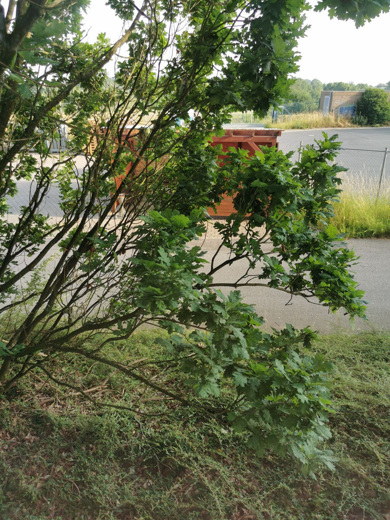 On aperçoit un jeune chêne pédonculé aux feuilles lobées caractéristiques au bord d'un chemin. Les branches surplombent une surface asphaltée et un espace vert.