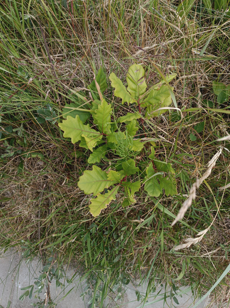 On aperçoit un jeune plant de chêne pédonculé aux feuilles lobées caractéristiques, qui pousse entouré de graminées dans une prairie.