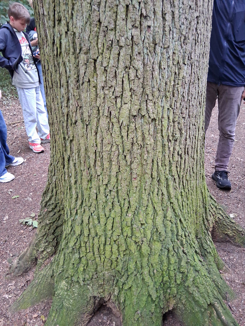 On aperçoit la partie inférieure du tronc d'un chêne pédonculé avec son écorce typiquement crevassée. Des personnes se tiennent sur le sol forestier à l'arri...