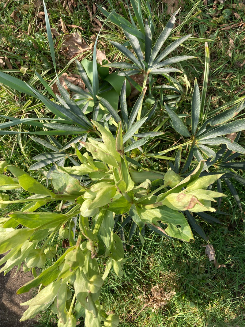 Hellébore puant — Bild 1