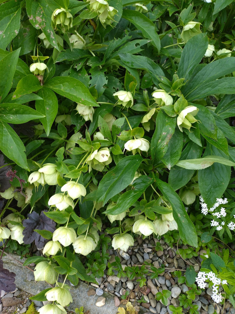 On aperçoit un ellébore fétide touffu doté de nombreuses fleurs clochettes vert clair et de feuilles vert foncé au-dessus d'un sol de gravier.