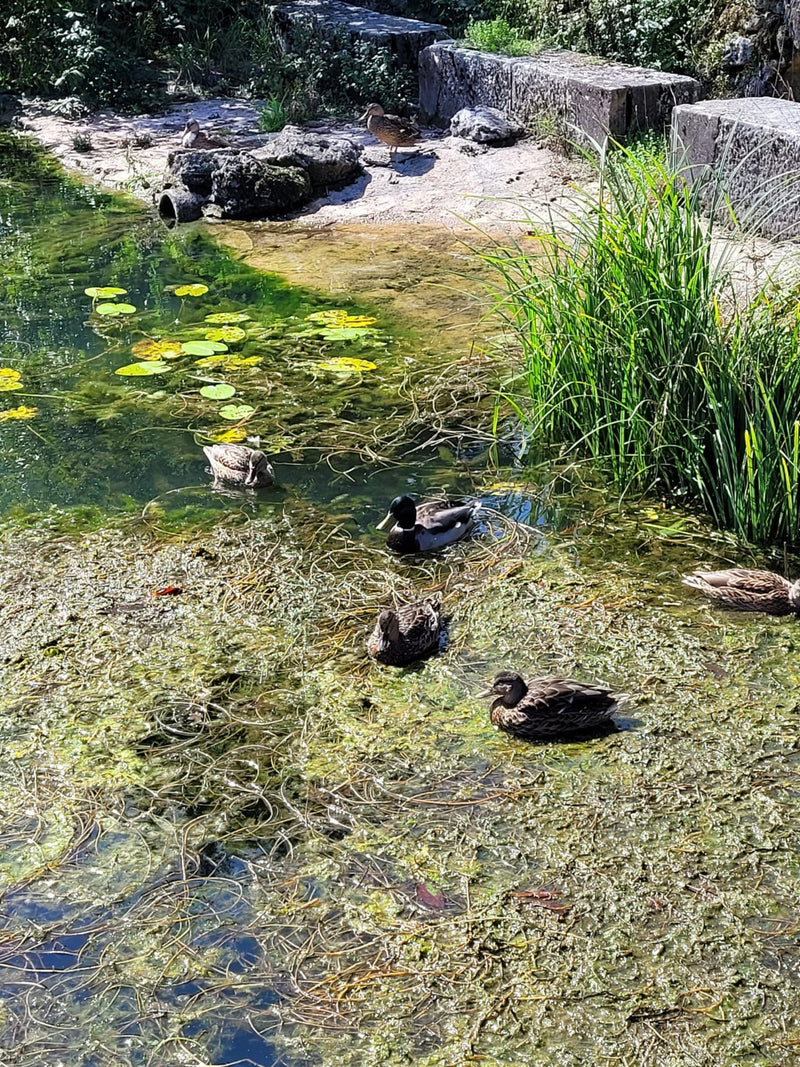 Colvert — Bild 1