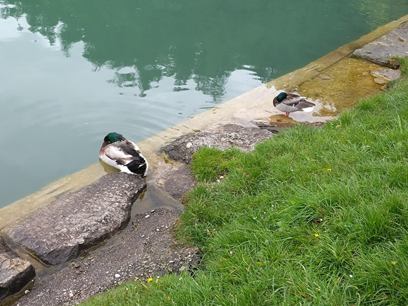 Colvert — Bild 2