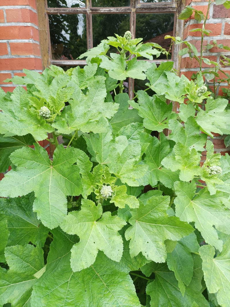 Roses trémières — Bild 1