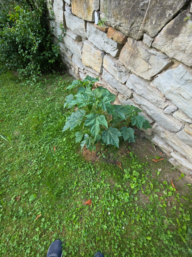 Une jeune rose trémière pousse sur une pelouse juste devant un mur en pierre rustique. Les feuilles vertes lobées de la plante sont bien visibles.