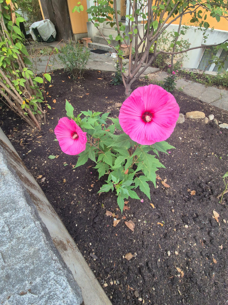 Un hibiscus des marais avec deux très grandes fleurs rose vif pousse dans un massif de terre au jardin.
