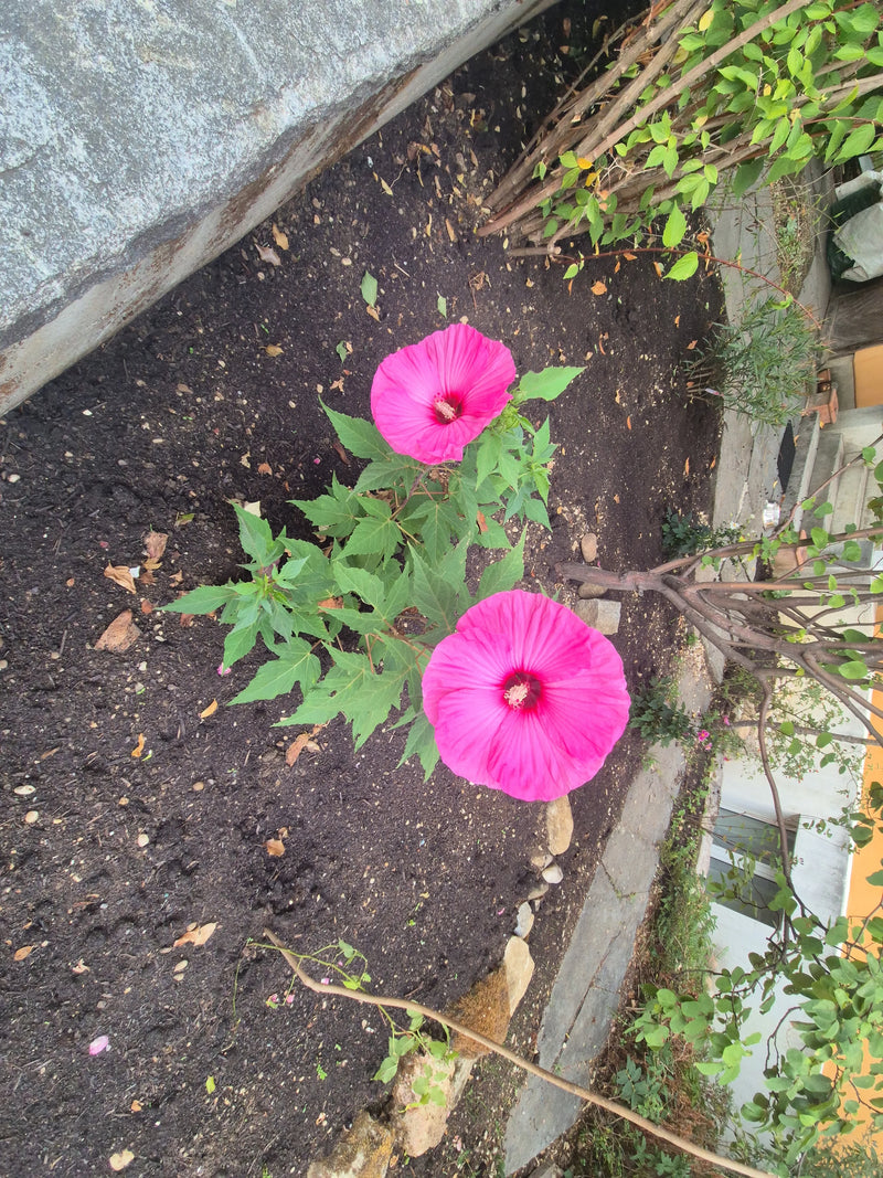 On aperçoit une rose trémière avec deux fleurs roses voyantes et des feuilles vertes. Elle pousse dans un parterre de jardin sur de la terre sombre.