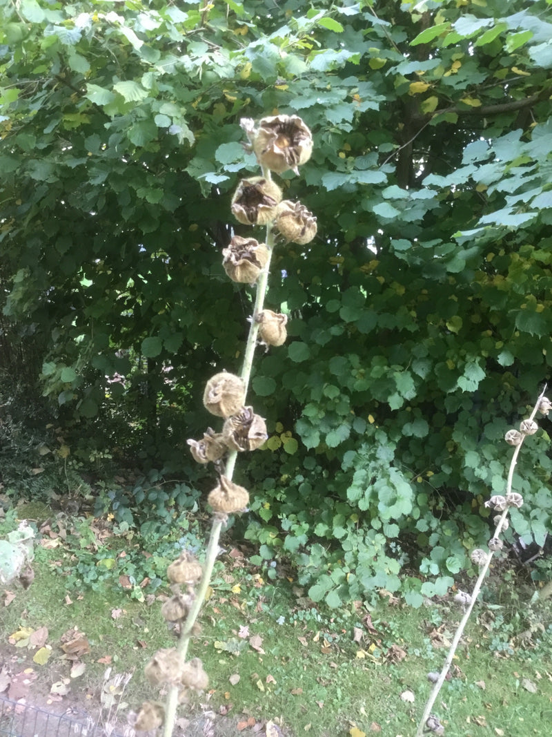 Une tige dressée de rose trémière fanée avec des capsules de graines séchées devant du feuillage.