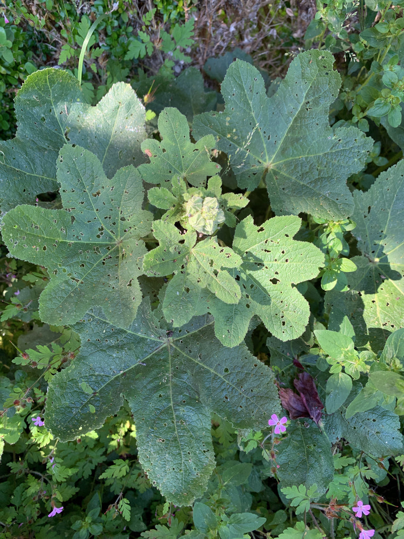 L'image montre les feuilles typiques lobées en forme de main d'une rose trémière vues d'en haut. La plante pousse dans un environnement naturel.