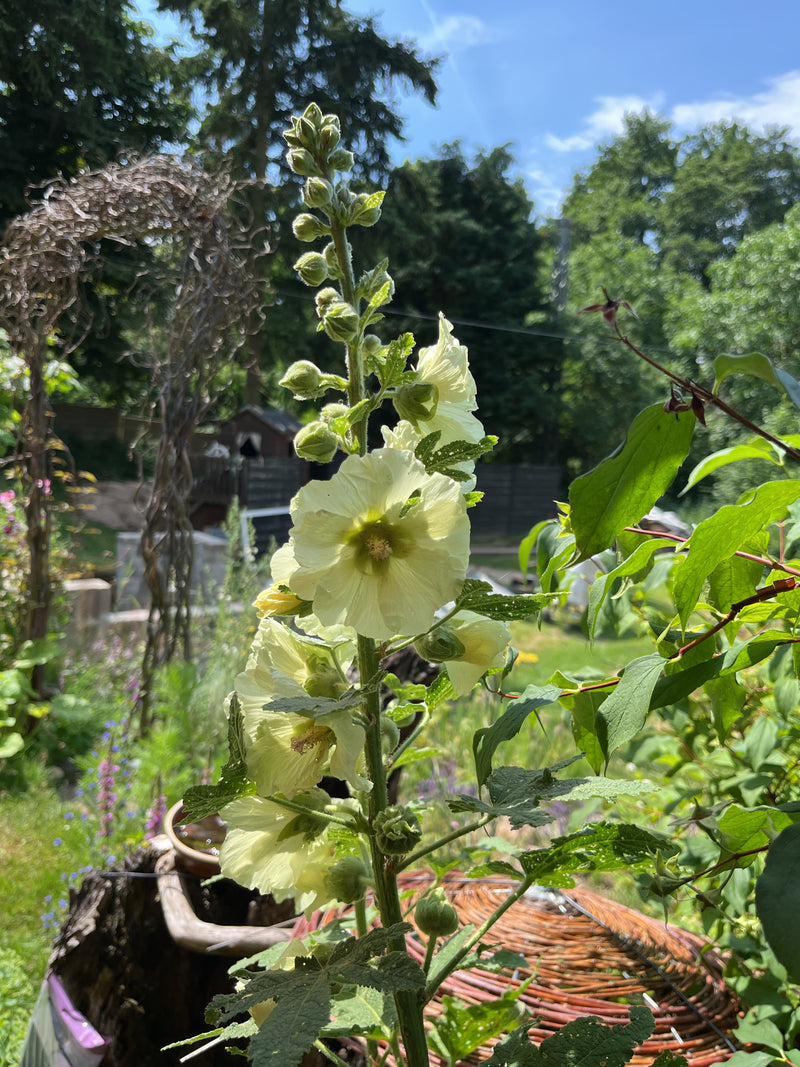 On voit une grande rose trémière aux fleurs jaune pâle et aux nombreux bourgeons. La plante se trouve à l'extérieur dans un jardin.