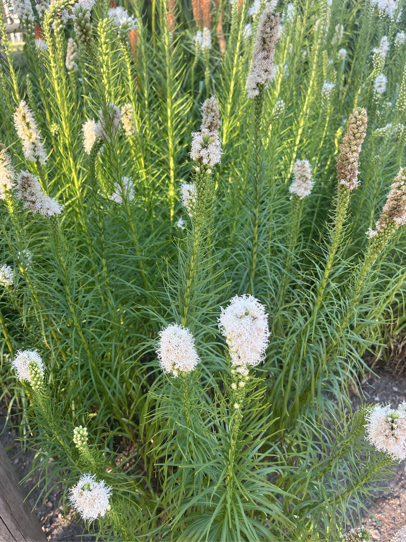 Liatris à épis blanc à port dressé avec des épis floraux denses et des feuilles étroites dans un parterre.