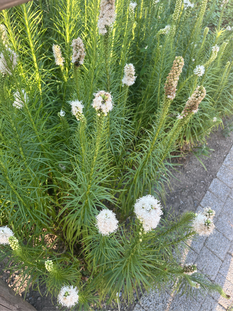 On observe un liatris à épi à floraison blanche, avec des épis duveteux et des feuilles étroites en bordure d'un chemin pavé.