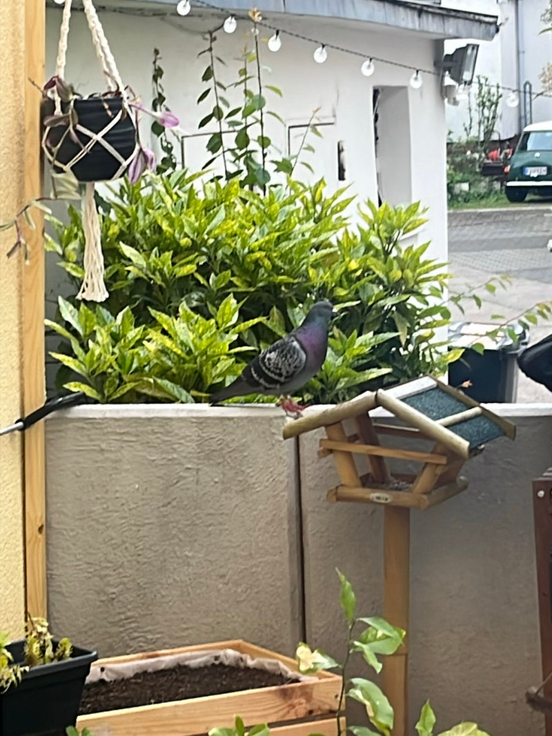 pigeon des rues — Bild 3