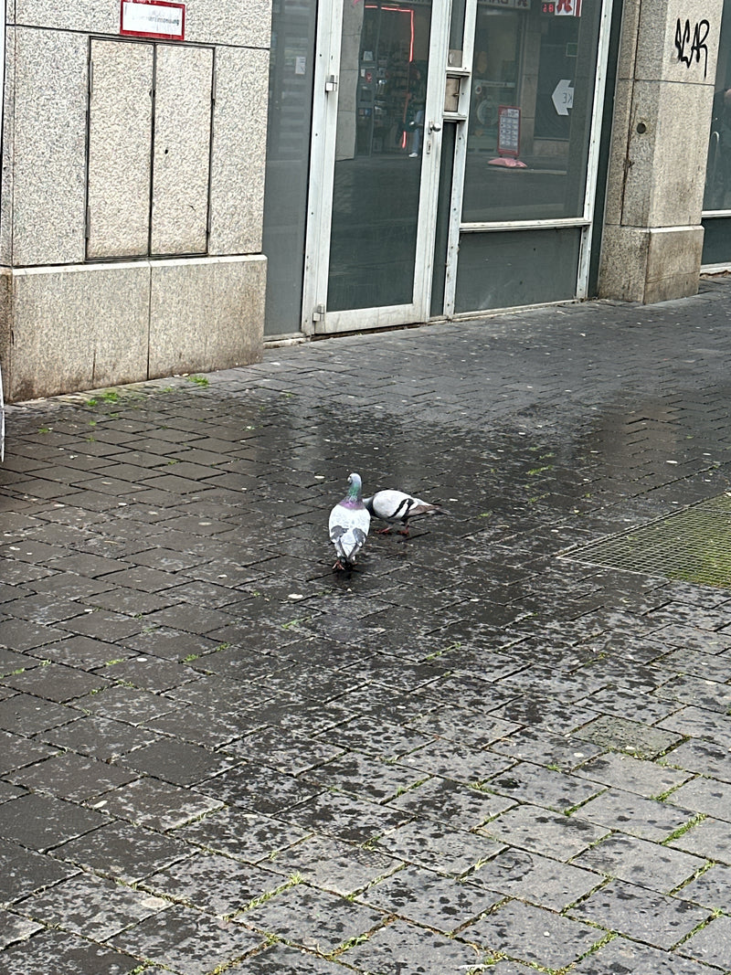 pigeon des rues — Bild 5
