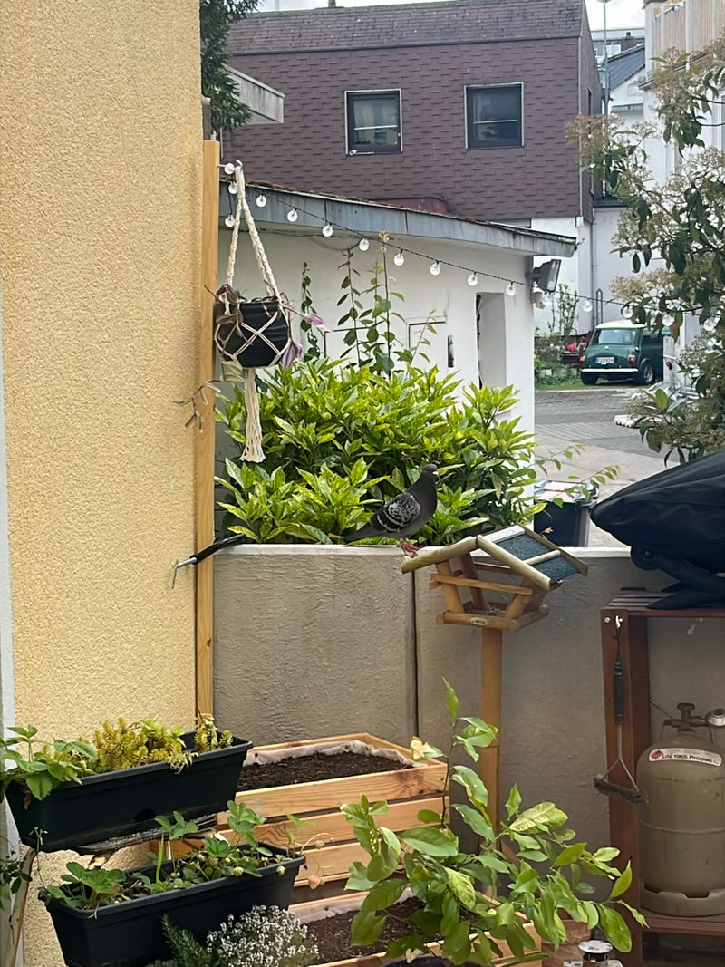 pigeon des rues — photo 2 sur 21
