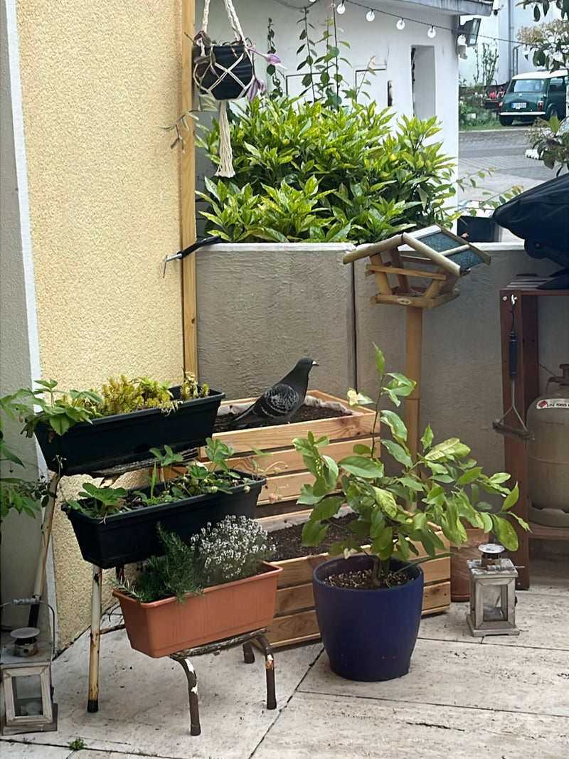 pigeon des rues — photo 4 sur 21