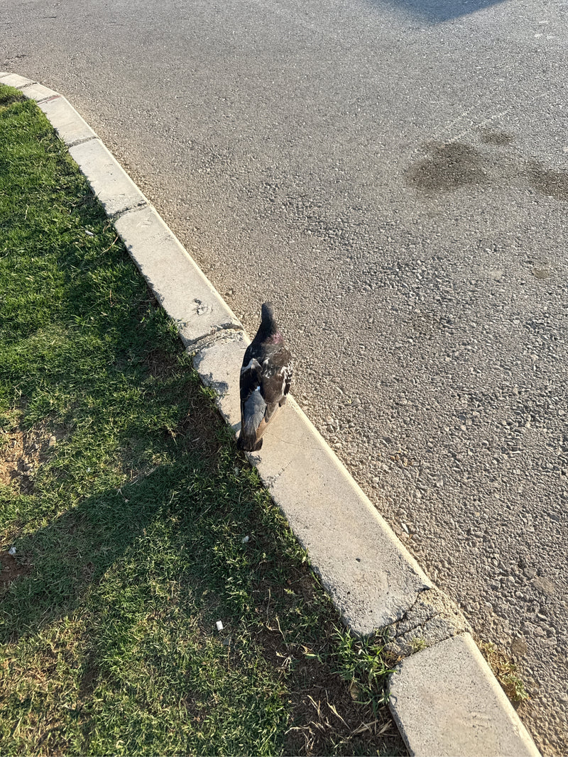 pigeon des rues — photo 5 sur 21