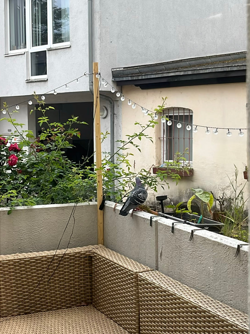 pigeon des rues — Bild 4