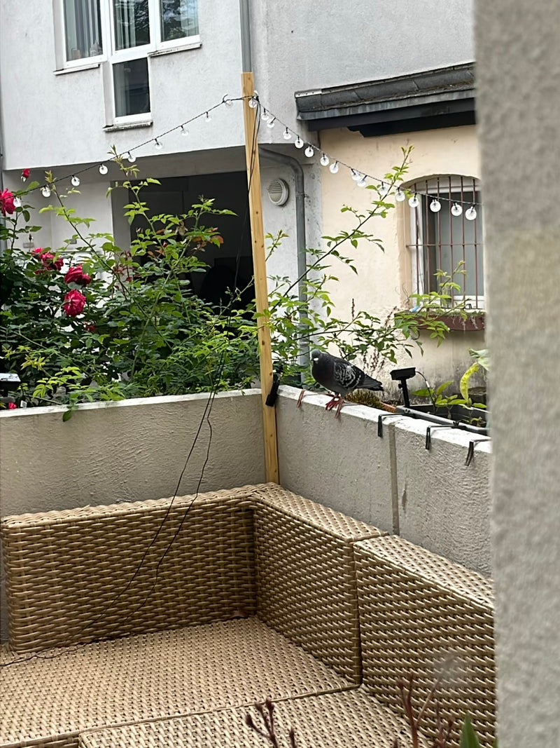 pigeon des rues — Bild 2