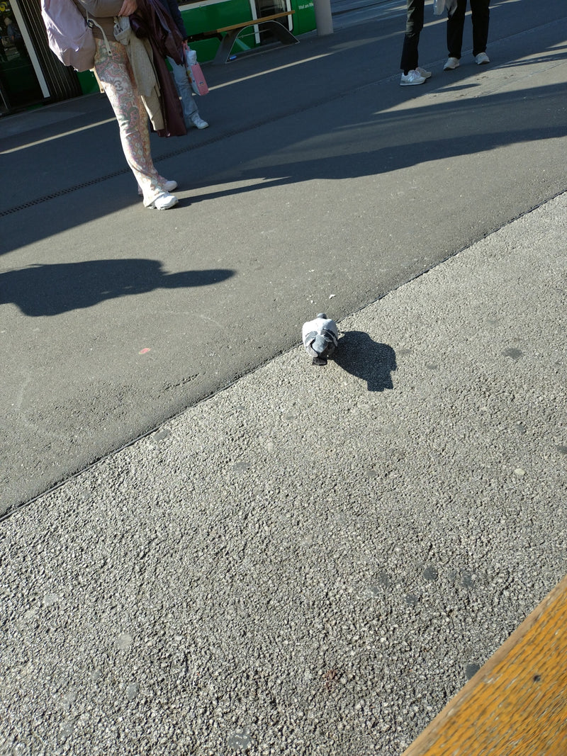 pigeon des rues — photo 3 sur 21