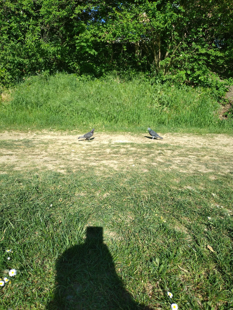 pigeon des rues — photo 1 sur 21