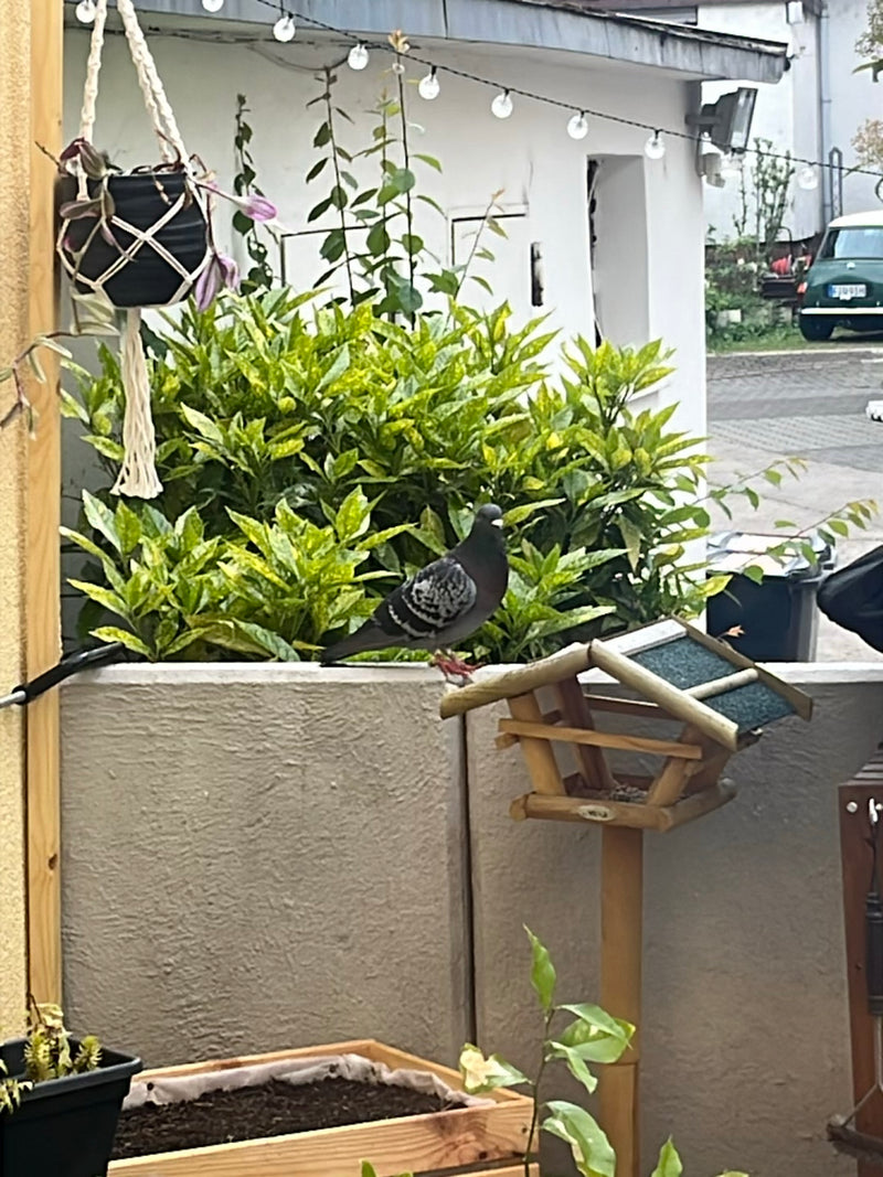 pigeon des rues — Bild 1