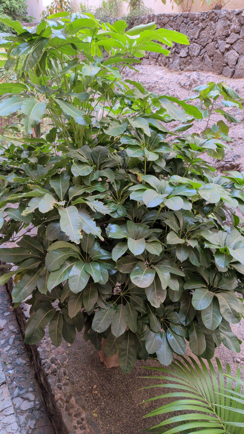 Aralia de rayonnement — photo 1 sur 11