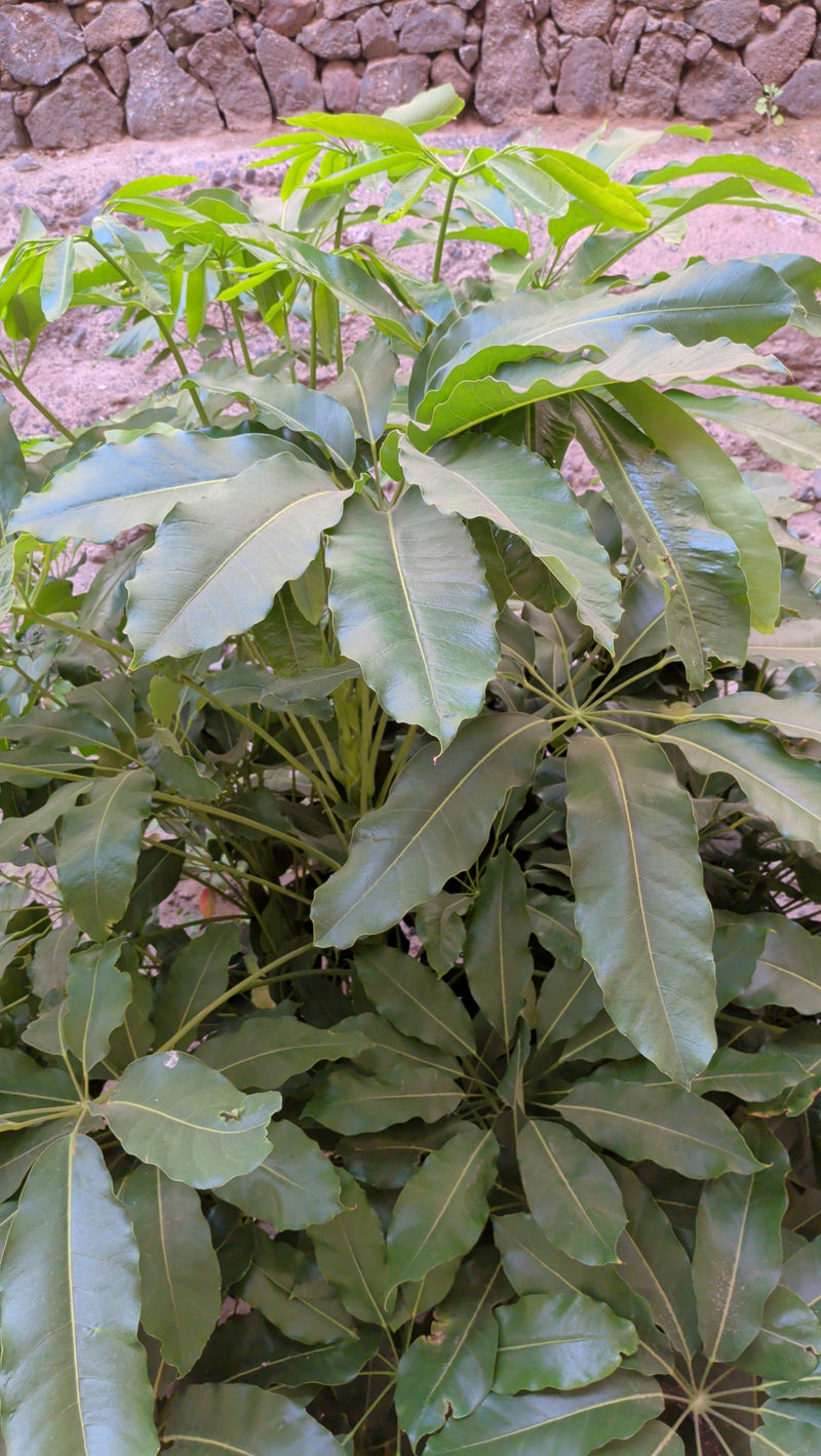 Aralia de rayonnement — photo 3 sur 11
