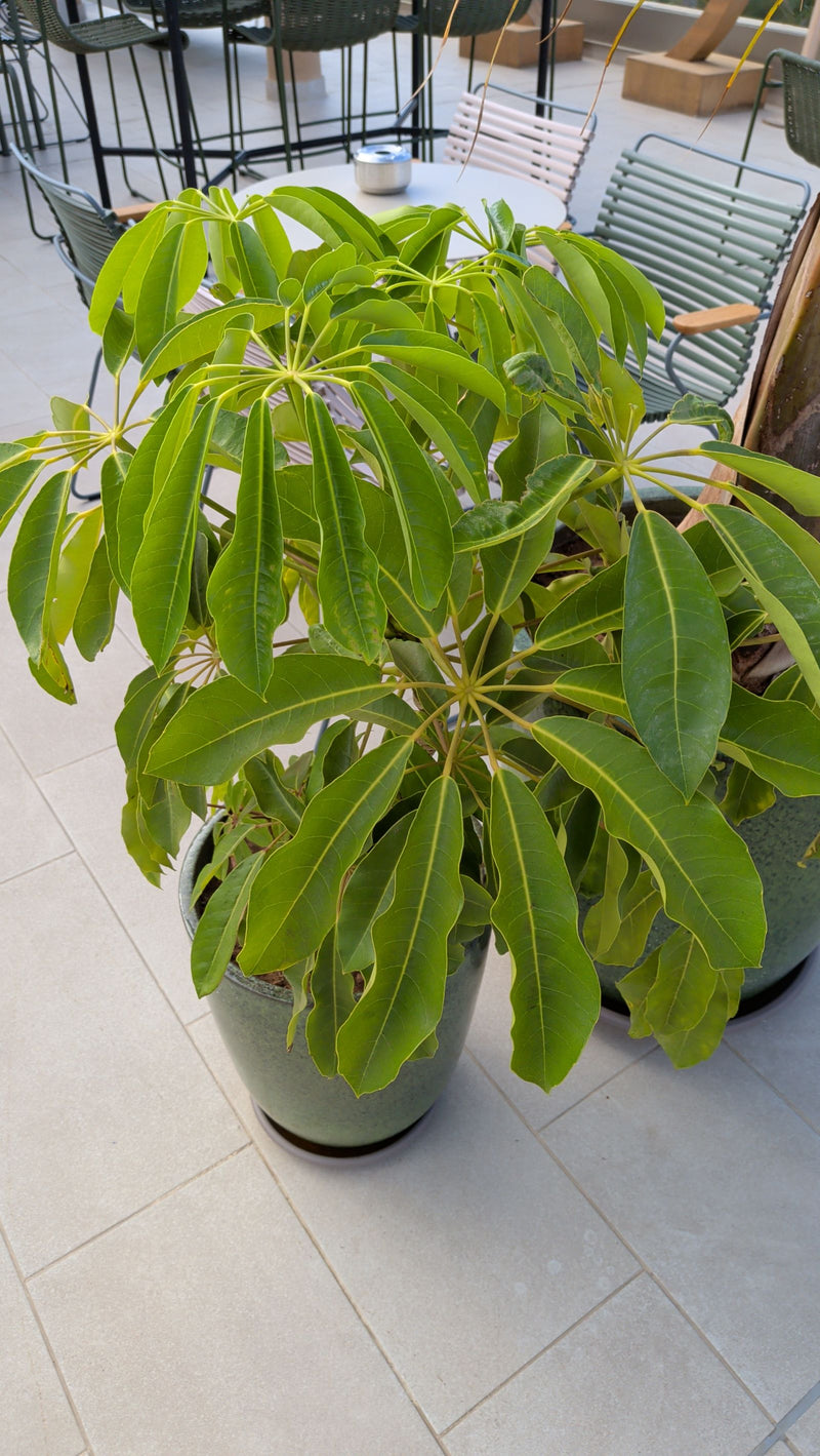 Aralia de rayonnement — photo 2 sur 11