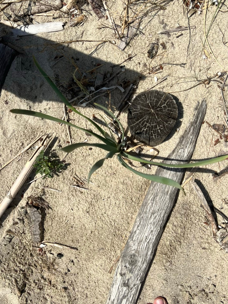 Jonquille de plage — Bild 1