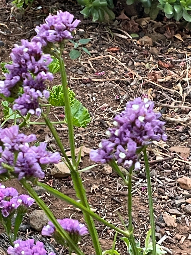 L'image montre les inflorescences violettes et les tiges vertes caractéristiques de la statice sinuée sur un sol terreux.