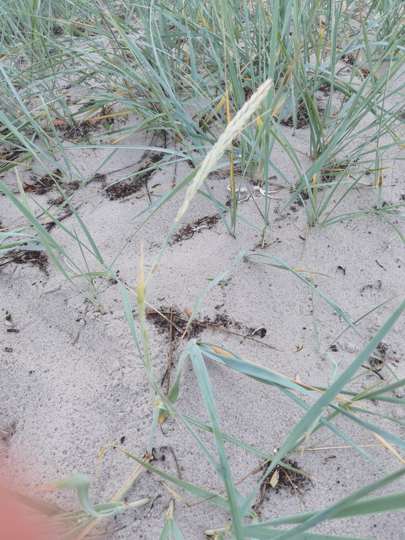 Herbe d'ammophile — Bild 4