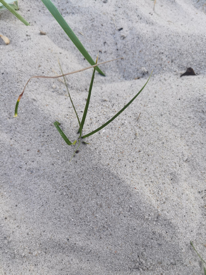 Herbe d'ammophile — Bild 5