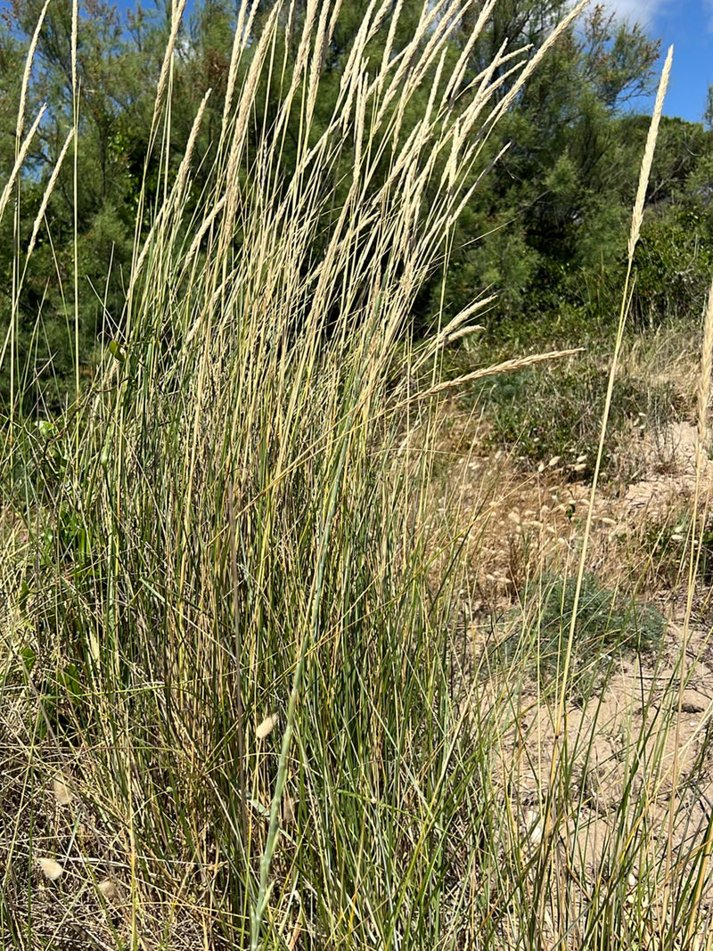 Herbe d'ammophile — Bild 3