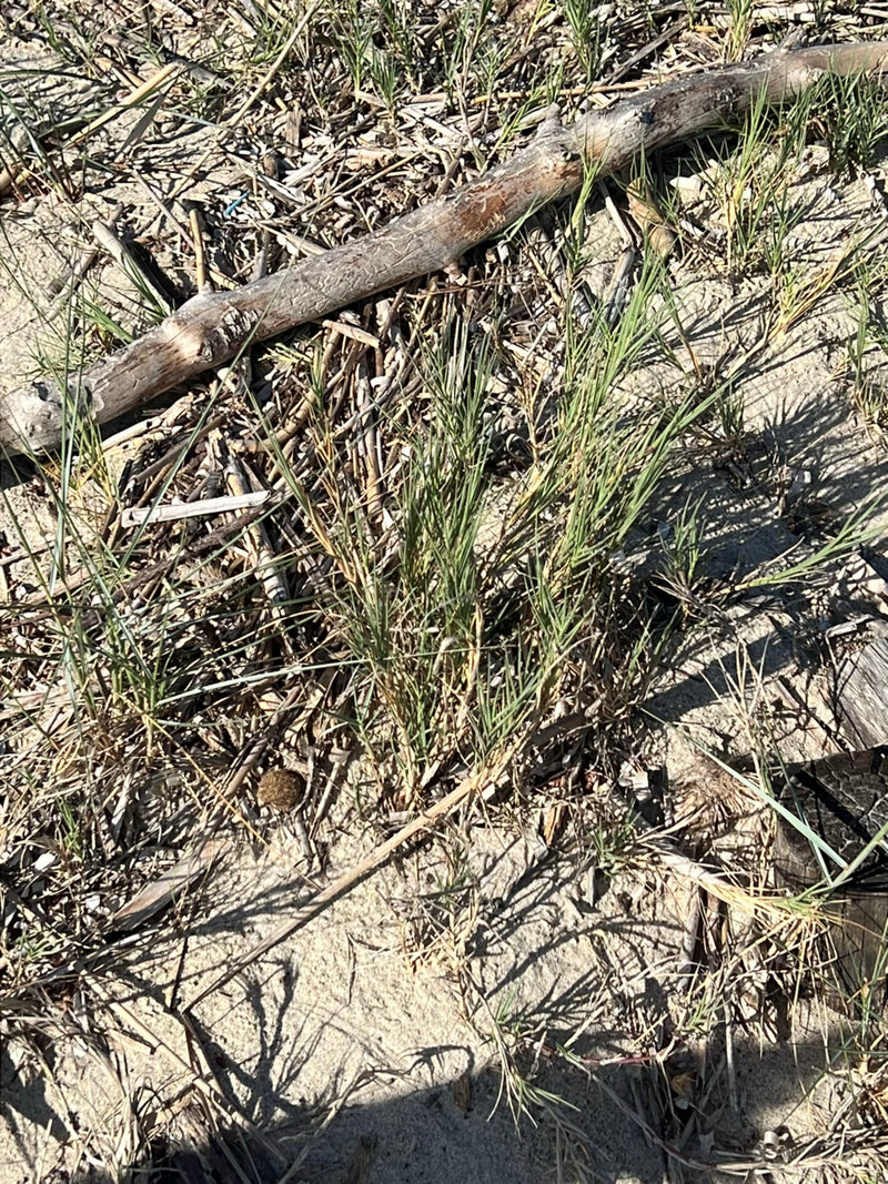 Herbe d'ammophile — Bild 1