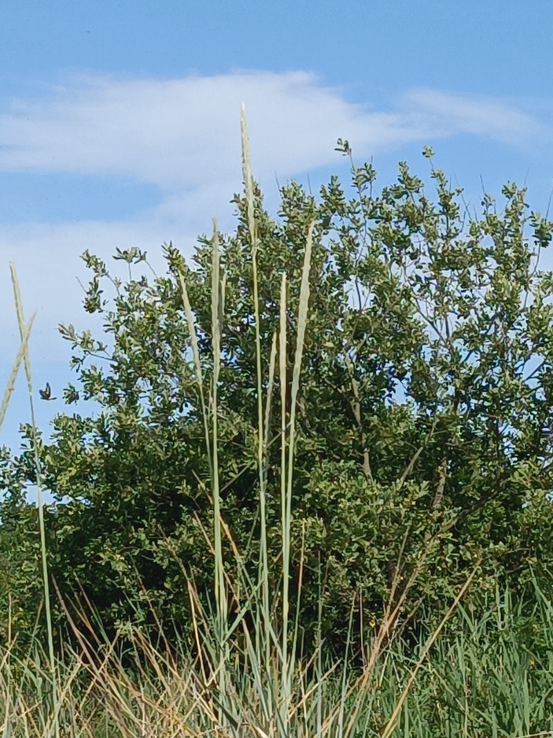 Herbe d'ammophile — photo 4 sur 6