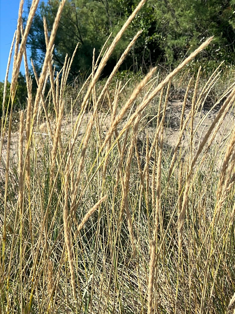 Herbe d'ammophile — Bild 2