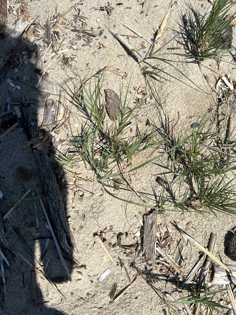Herbe d'ammophile — Bild 1