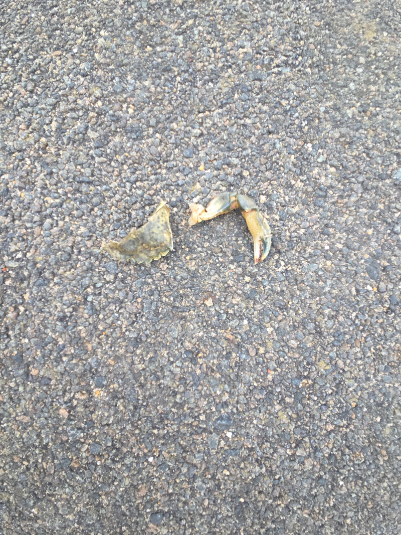 Crabe de rivage — Bild 2