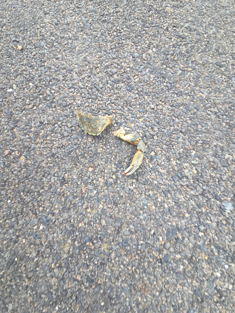 Crabe de rivage — Bild 1