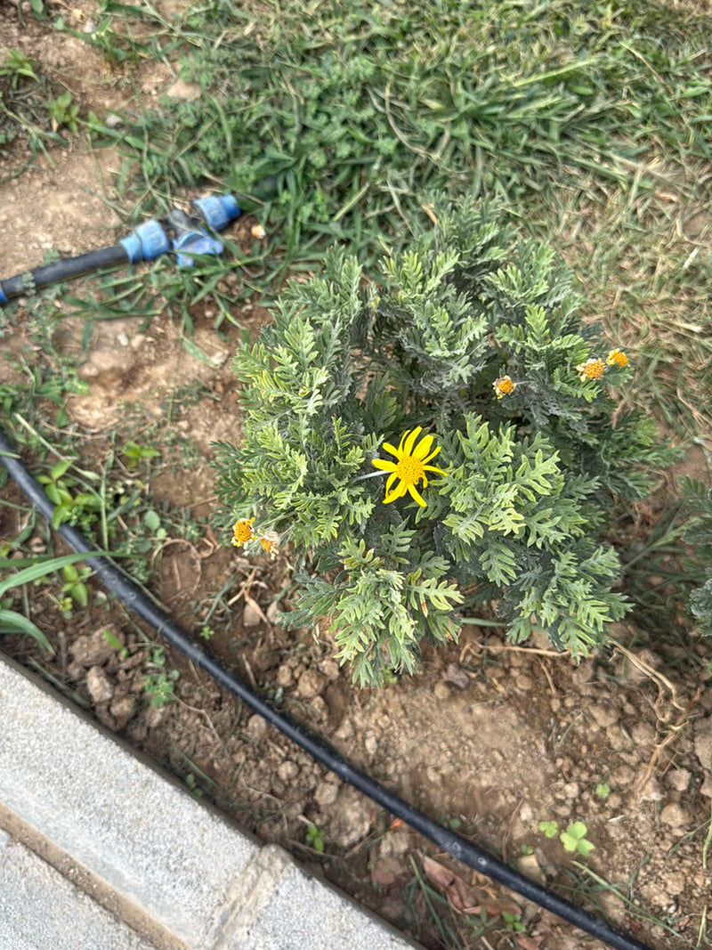 Euryops arbustif — Bild 1