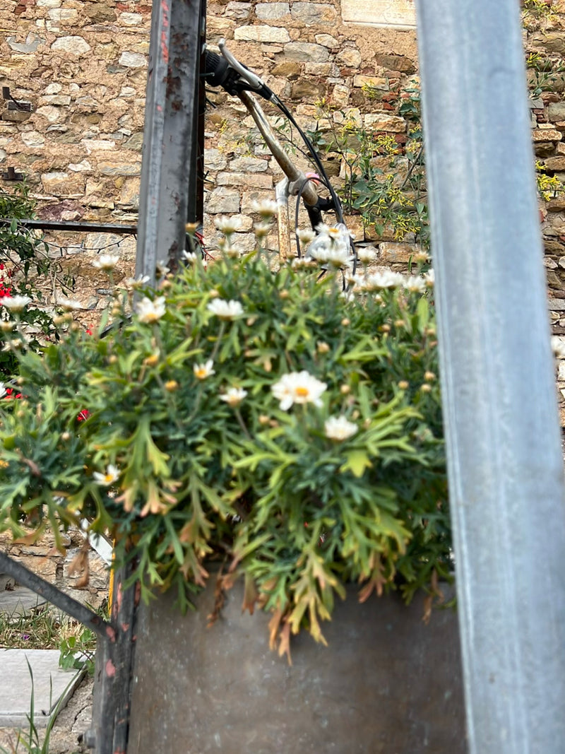 Marguerite de brousse — Bild 2
