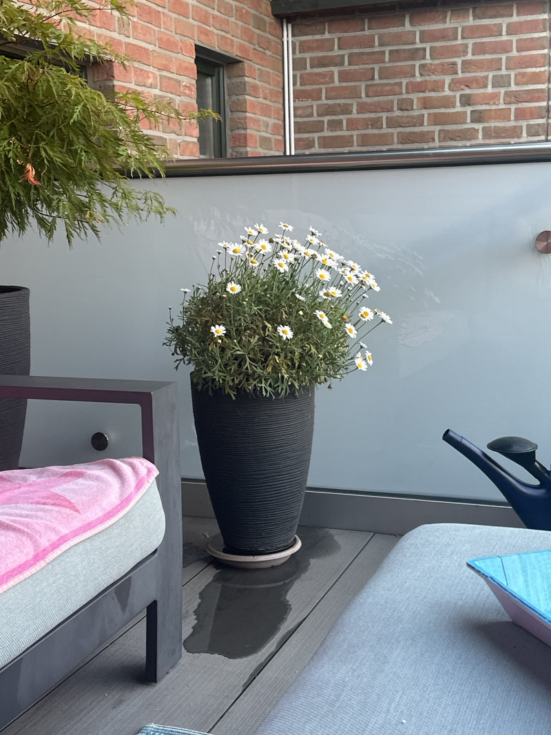 Marguerite de brousse — Bild 1