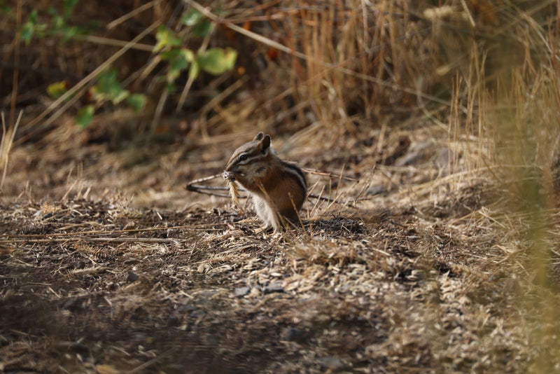 Streifenhörnchen — photo 1 sur 1