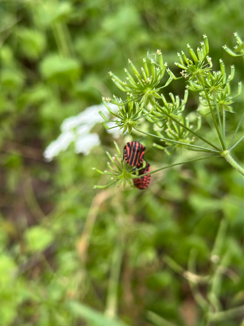 Bug de rayure — Bild 3