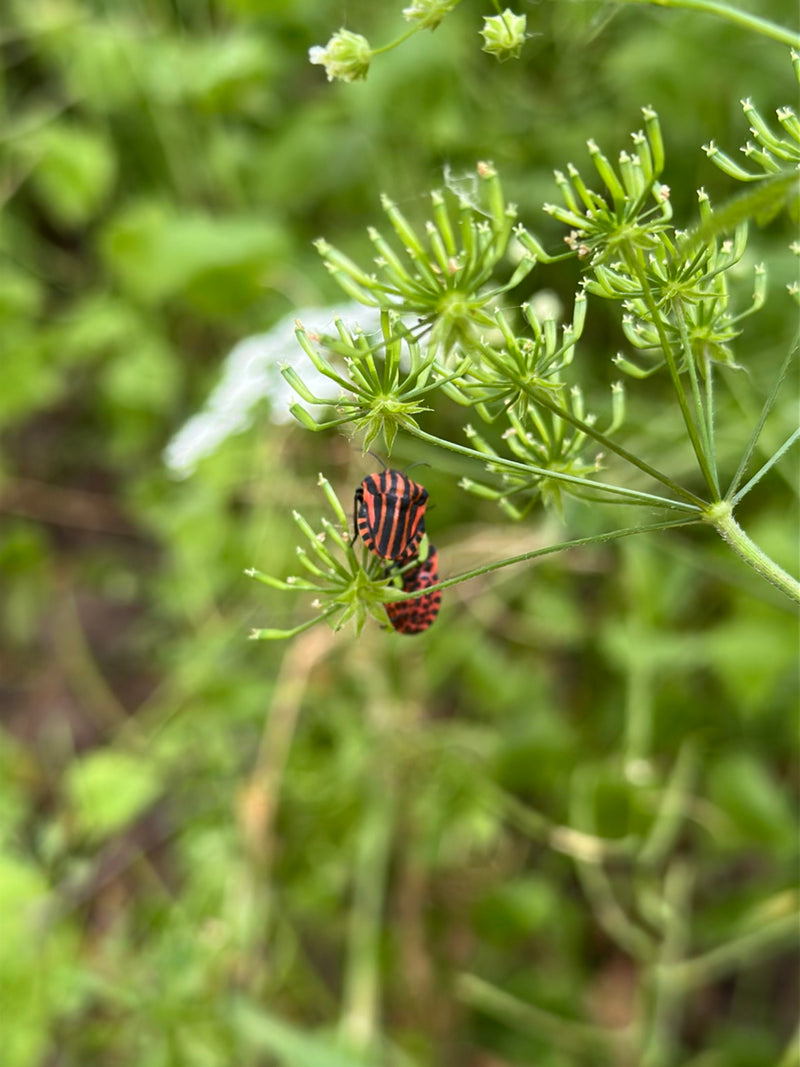 Bug de rayure — Bild 2