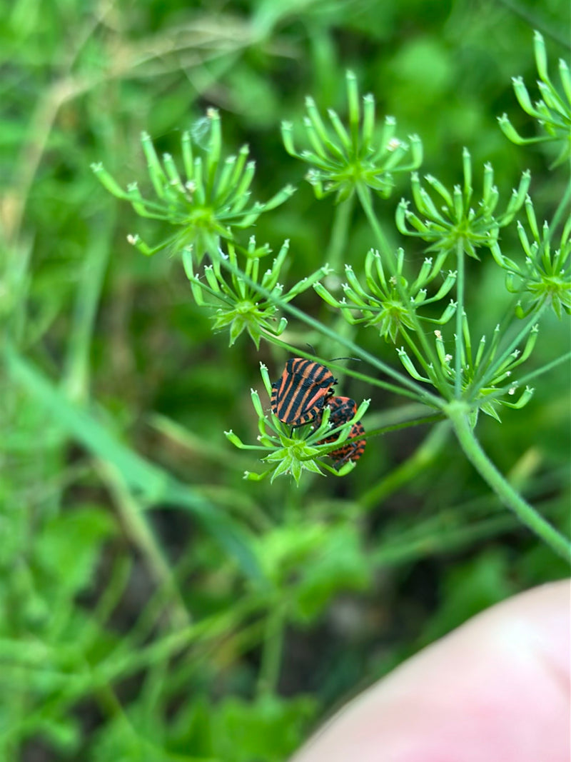 Bug de rayure — Bild 1