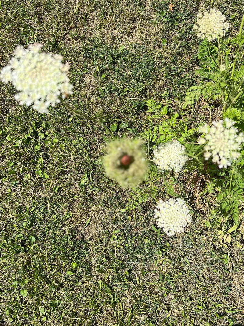 Bug de rayure — Bild 1