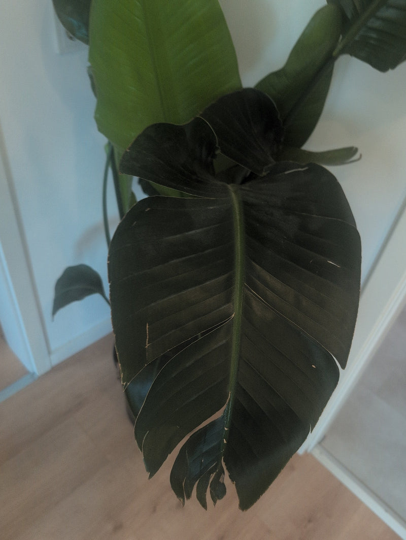 Strélitzia — Bild 2
